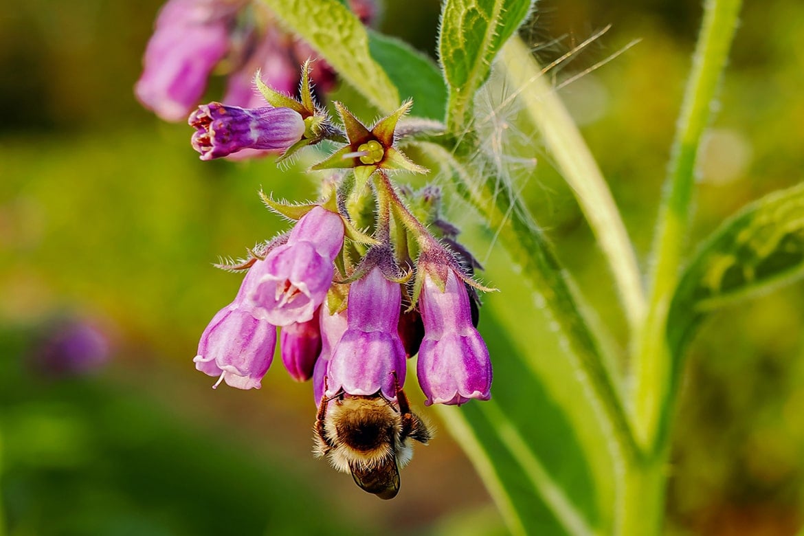 allantoin skincare benefits