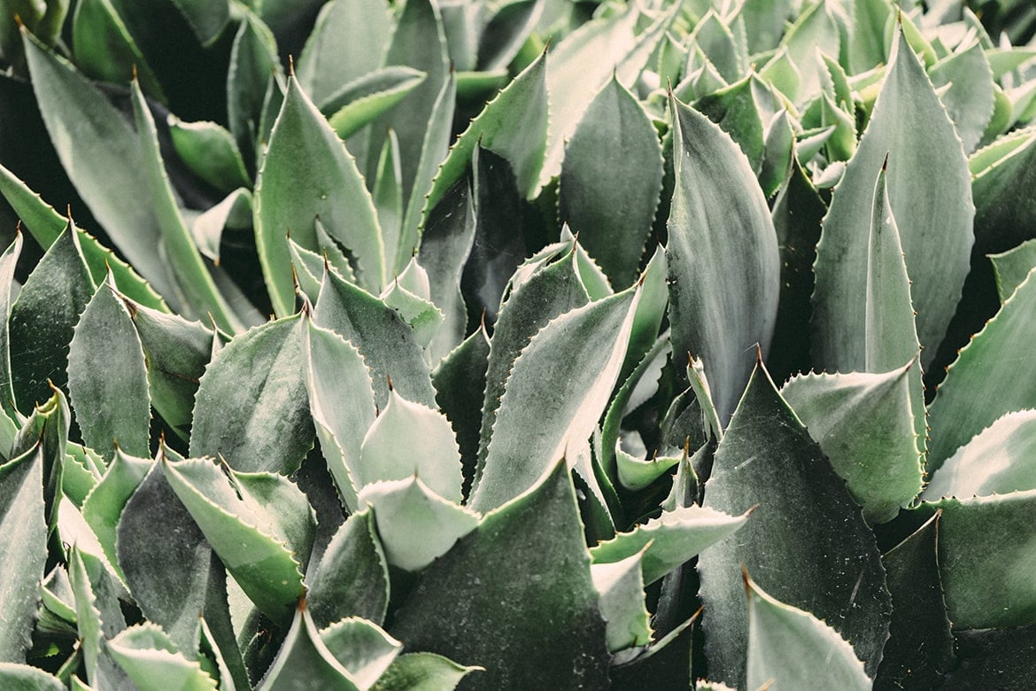 aloe vera