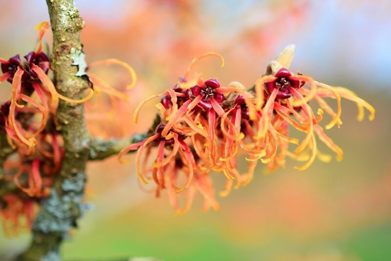 is witch hazel good for skin