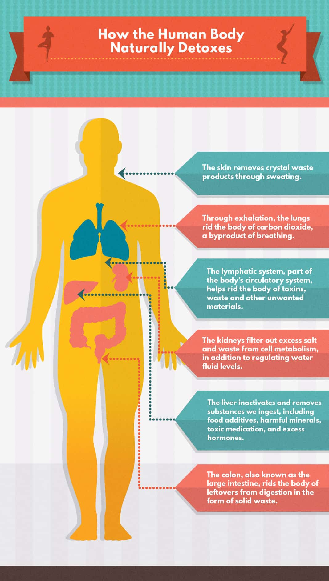 How the Human Body Naturally Detoxes